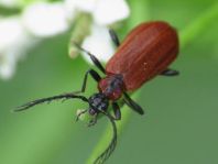 Orangefarbener Feuerkäfer, Schizotus pectinicornis