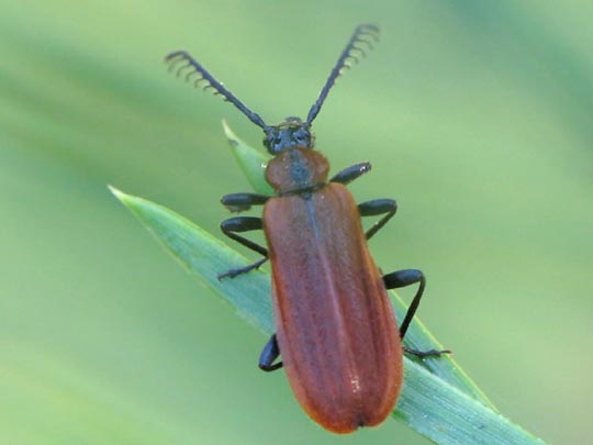 Orangefarbener Feuerkäfer, Schizotus pectinicornis