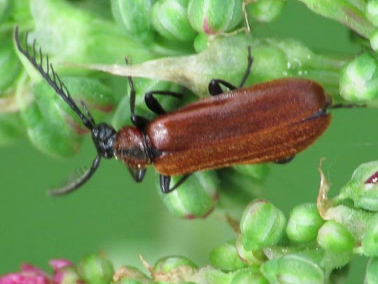 Orangefarbener Feuerkäfer, Schizotus pectinicornis