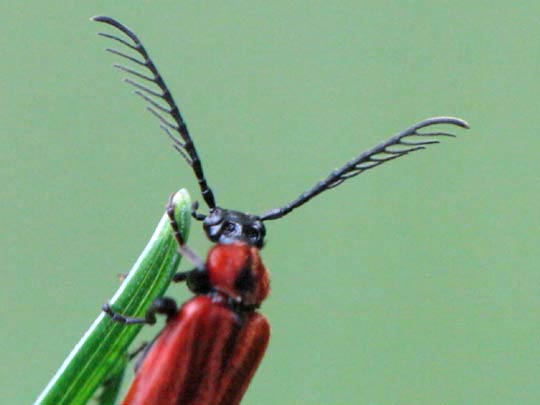 Orangefarbener Feuerkäfer, Schizotus pectinicornis