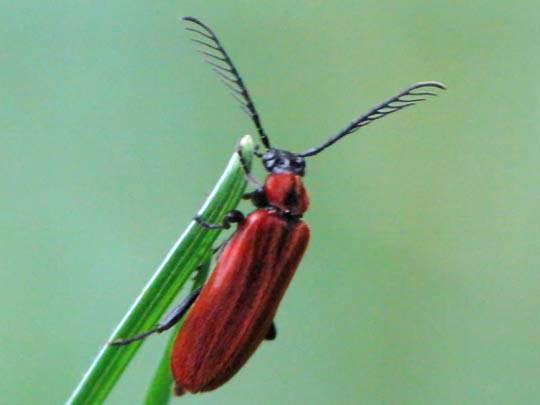 Orangefarbener Feuerkäfer, Schizotus pectinicornis