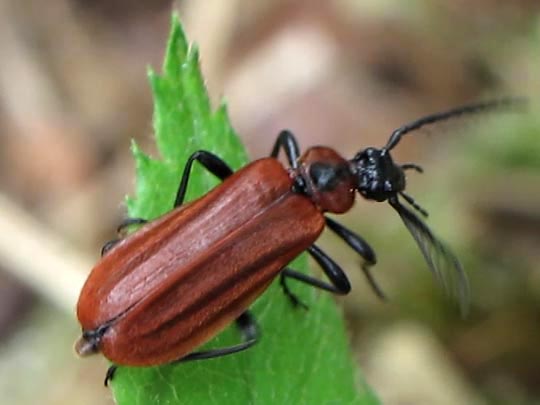 Orangefarbener Feuerkäfer, Schizotus pectinicornis