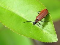 Orangefarbener Feuerkäfer, Schizotus pectinicornis
