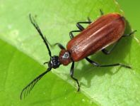 Orangefarbener Feuerkäfer, Schizotus pectinicornis