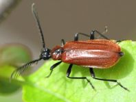 Orangefarbener Feuerkäfer, Schizotus pectinicornis