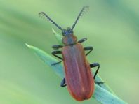 Orangefarbener Feuerkäfer, Schizotus pectinicornis