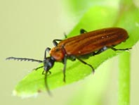Orangefarbener Feuerkäfer, Schizotus pectinicornis