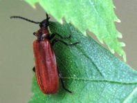 Orangefarbener Feuerkäfer, Schizotus pectinicornis