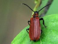 Orangefarbener Feuerkäfer, Schizotus pectinicornis