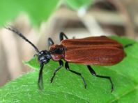 Orangefarbener Feuerkäfer, Schizotus pectinicornis