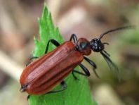 Orangefarbener Feuerkäfer, Schizotus pectinicornis
