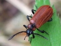 Orangefarbener Feuerkäfer, Schizotus pectinicornis
