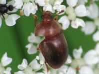 Cychramus luteus