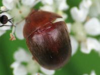 Cychramus luteus
