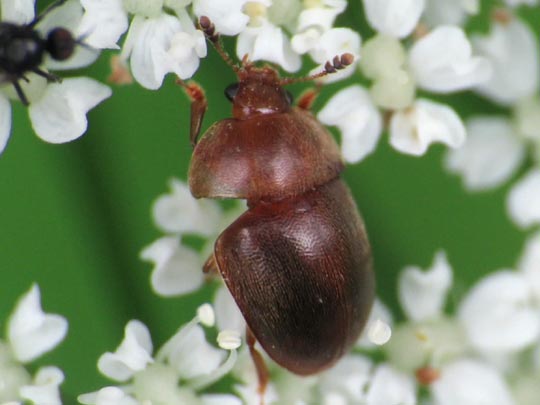 Epuraea melanocephala