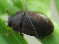 Epuraea melanocephala