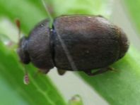 Epuraea melanocephala