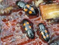 Glischrochilus quadripunctatus