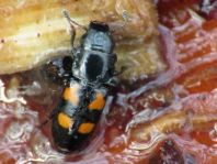 Glischrochilus quadripunctatus