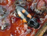 Glischrochilus quadripunctatus