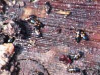 Glischrochilus quadripunctatus