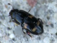 Glischrochilus quadrisignatus