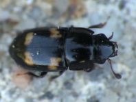 Glischrochilus quadrisignatus