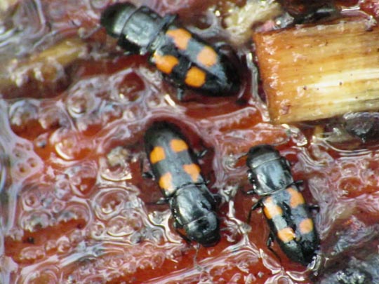 Glischrochilus quadripunctatus