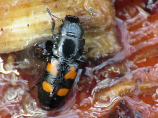 Glischrochilus quadripunctatus