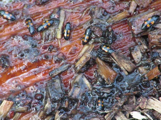 Glischrochilus quadripunctatus