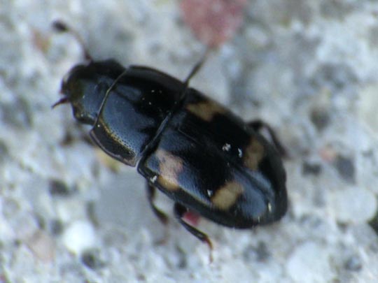Glischrochilus quadrisignatus