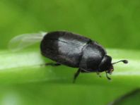 Nitidulidae