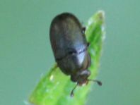 Nitidulidae