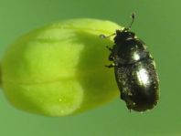 Nitidulidae