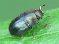 Nitidulidae