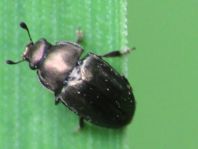 Nitidulidae