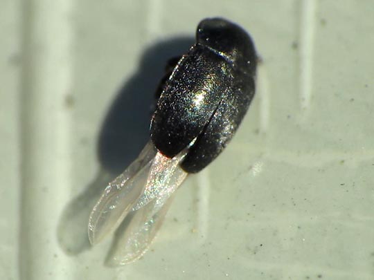 Nitidulidae