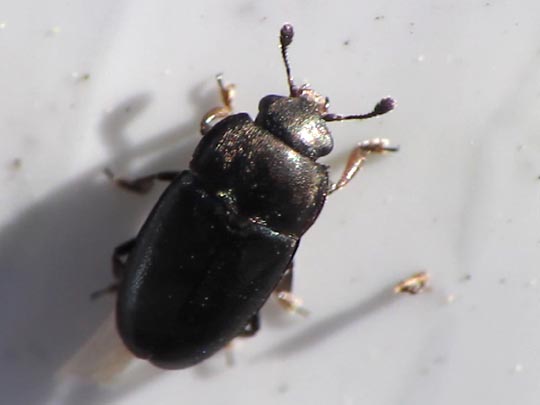 Nitidulidae
