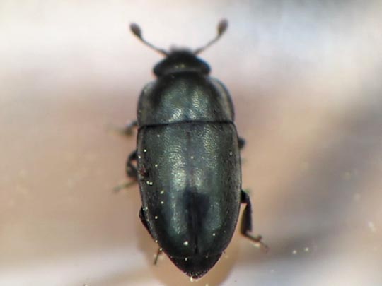 Nitidulidae