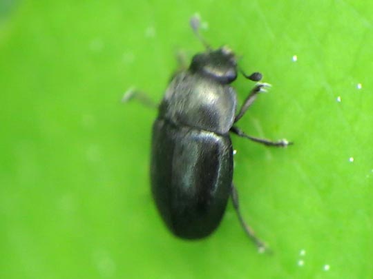 Nitidulidae