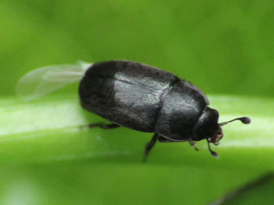 Nitidulidae