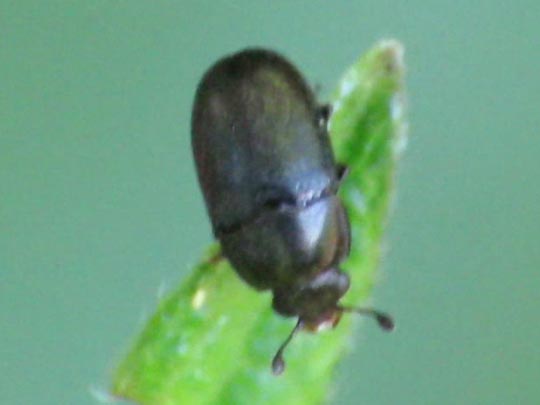 Nitidulidae