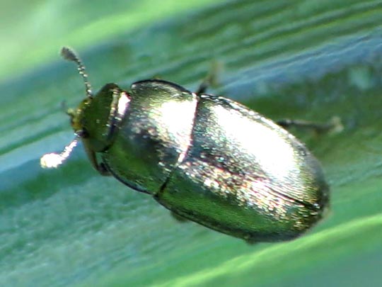 Nitidulidae