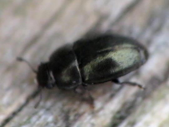 Nitidulidae