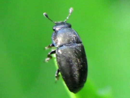 Nitidulidae