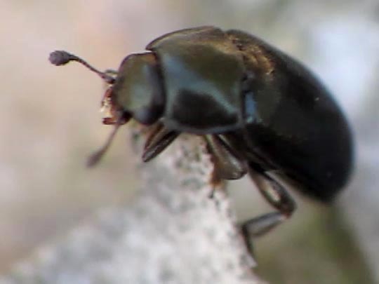 Nitidulidae