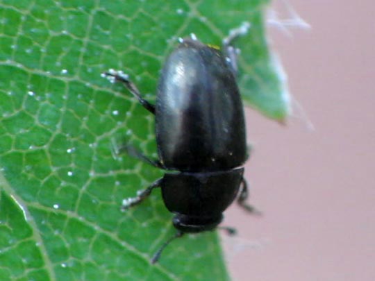 Nitidulidae