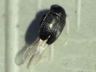 Nitidulidae