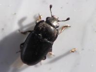 Nitidulidae