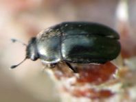 Nitidulidae